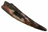 Fossil Pterosaur (Siroccopteryx) Tooth - Morocco #354850-1